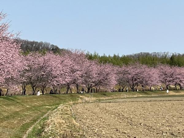 LINE_ALBUM_2023.4北浅羽の桜堤_230315_3.jpg