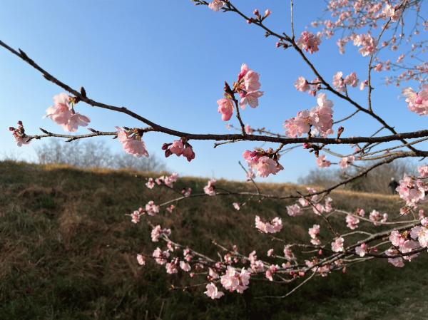 LINE_ALBUM_2023.4北浅羽の桜堤_230315_6.jpg